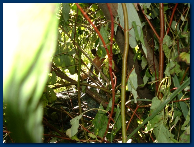 600x449 pixels (146K)